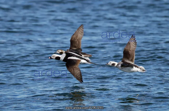 : Long-tailed Duck - male and females in flight : Long-tailed Duck - male and females in flight