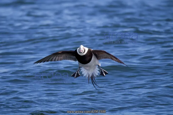 : Long-tailed Duck - male in flight : Long-tailed Duck - male in flight
