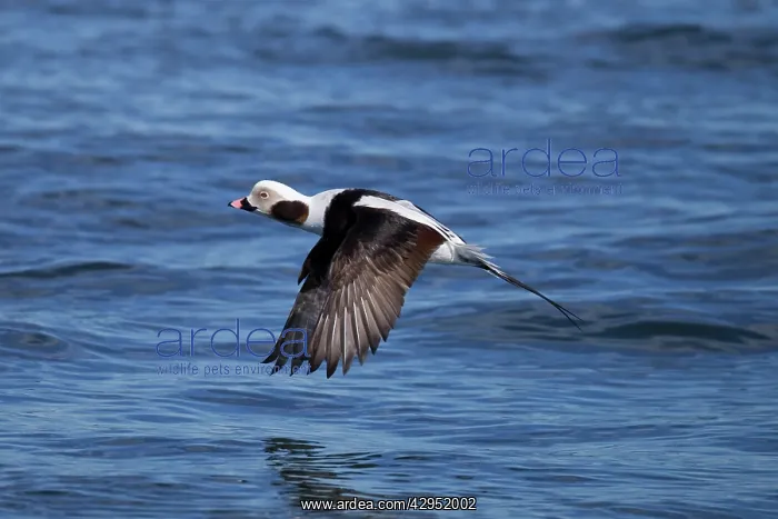 : Long-tailed Duck - male in flight : Long-tailed Duck - male in flight
