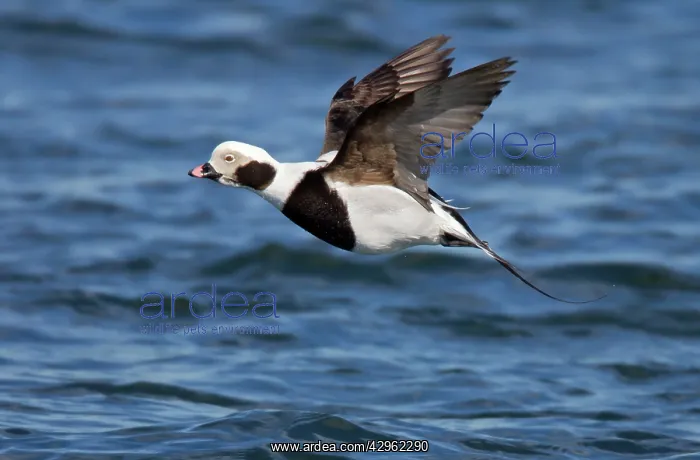 : Long-tailed Duck - male in flight : Long-tailed Duck - male in flight