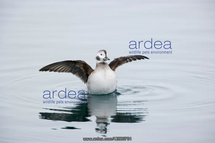 : Long-Tailed Duck or Oldsquaw - Female Flapping Wings : Long-Tailed Duck or Oldsquaw - Female Flapping Wings