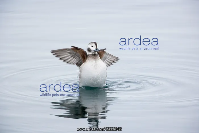 : Long Tailed Duck or Oldsquaw - Female Flapping Wings : Long Tailed Duck or Oldsquaw - Female Flapping Wings