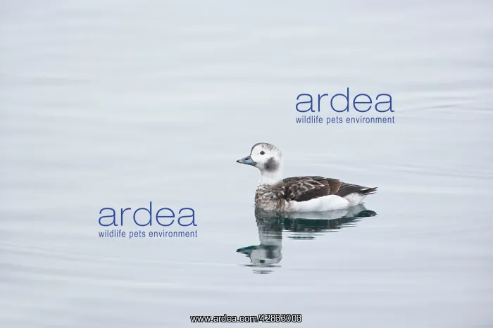 : Long Tailed Duck or Oldsquaw - Female in Winter Plumage : Long Tailed Duck or Oldsquaw - Female in Winter Plumage