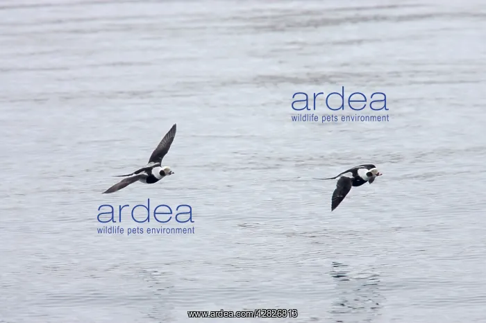 : Long-Tailed Duck or Oldsquaw - In Flight : Long-Tailed Duck or Oldsquaw - In Flight
