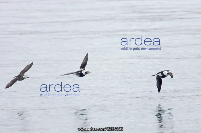 : Long Tailed Duck or Oldsquaw - In Flight : Long Tailed Duck or Oldsquaw - In Flight