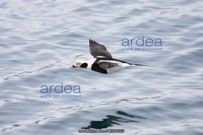 : Long Tailed Duck or Oldsquaw - In Flight : Long Tailed Duck or Oldsquaw - In Flight