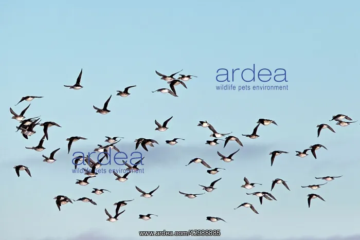 : Long-tailed Duck / Oldsquaw - in flight : Long-tailed Duck / Oldsquaw - in flight