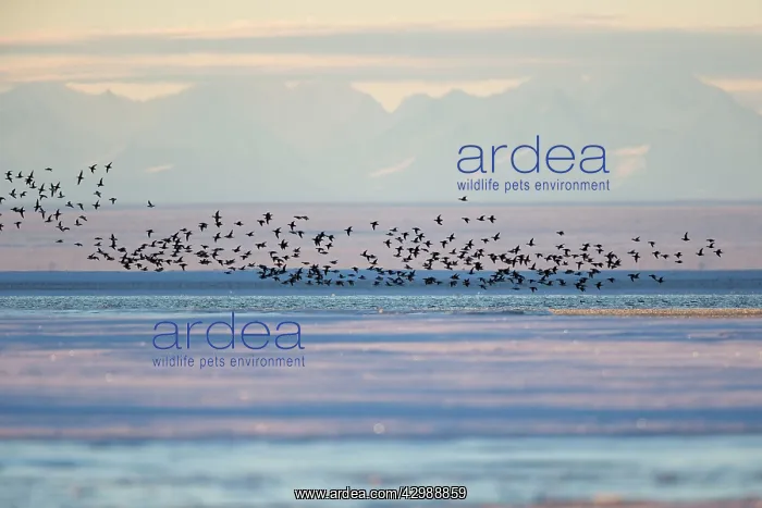 : Long-tailed Duck / Oldsquaw - in flight with Brooks : Long-tailed Duck / Oldsquaw - in flight with Brooks