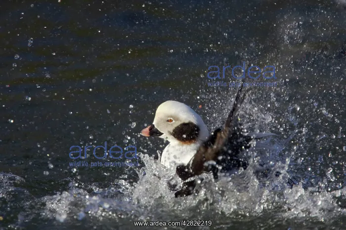 : Long-tailed Duck or Oldsquaw - Washing : Long-tailed Duck or Oldsquaw - Washing