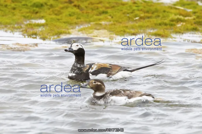 : Long-tailed Duck pair : Long-tailed Duck pair