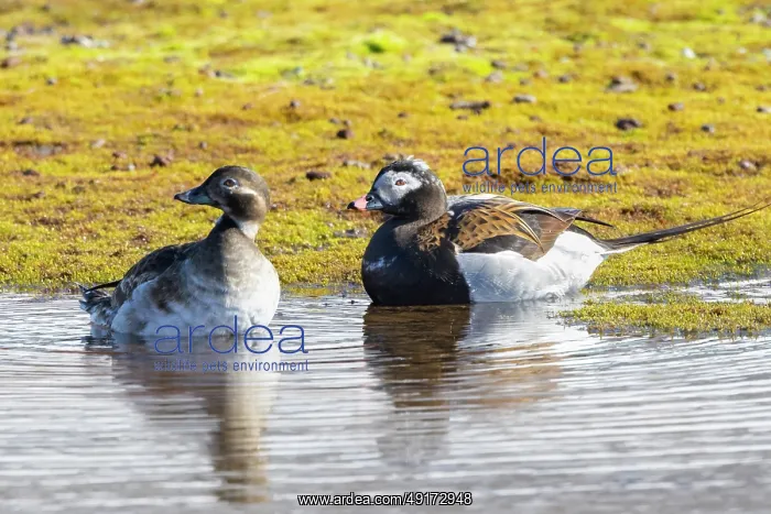 : Long-tailed Duck pair : Long-tailed Duck pair
