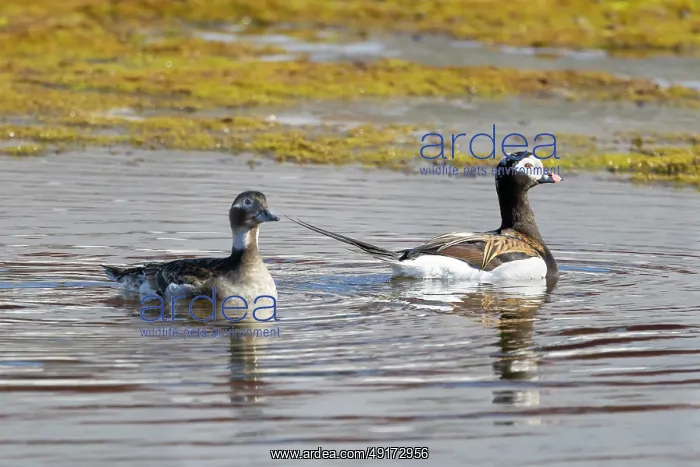 : Long-tailed Duck pair : Long-tailed Duck pair