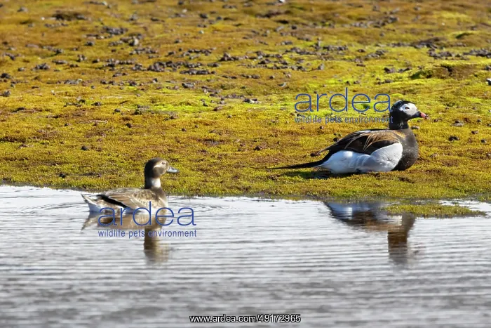 : Long-tailed Duck pair : Long-tailed Duck pair