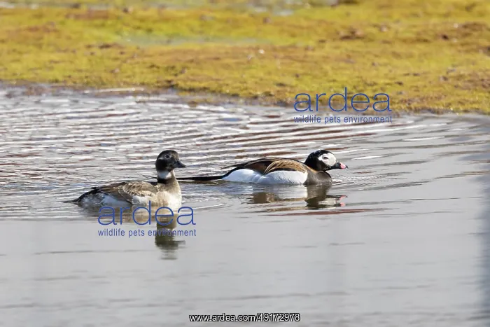 : Long-tailed Duck pair : Long-tailed Duck pair