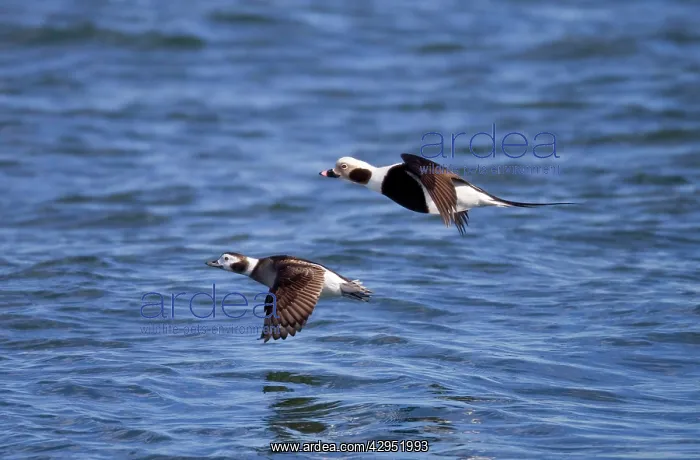 : Long-tailed Duck - pair in flight : Long-tailed Duck - pair in flight