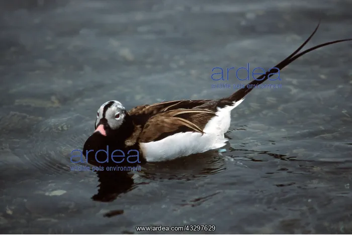 : LONG-TAILED DUCK - In summer plumage : LONG-TAILED DUCK - In summer plumage