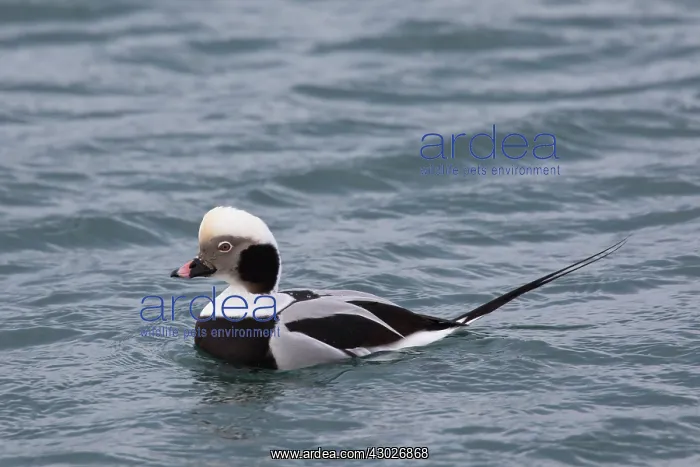  : Long-tailed Duck swimming drake Iceland