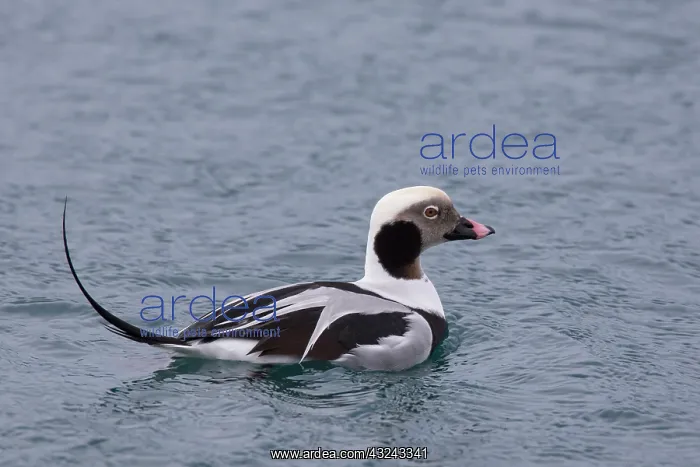  : Long-tailed Duck swimming drake Iceland