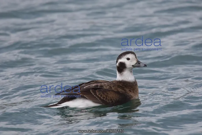  : Long-tailed Duck swimming duck Iceland