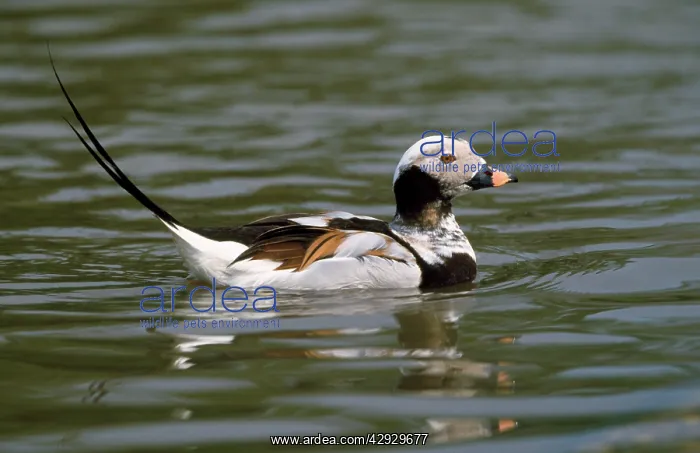 : Long-tailed DUCK - on water : Long-tailed DUCK - on water