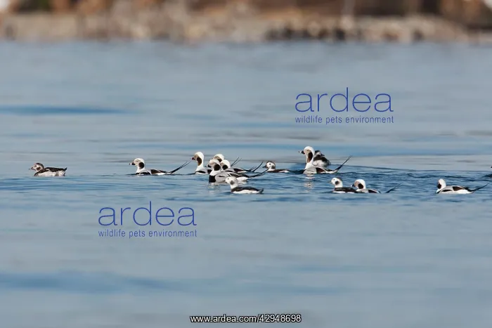  : Long-tailed Duck - in water