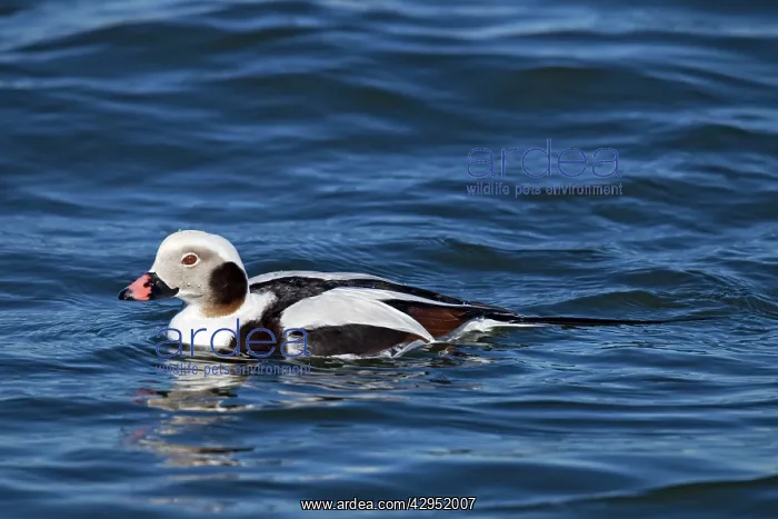 : Long-tailed Duck - in water - February : Long-tailed Duck - in water - February
