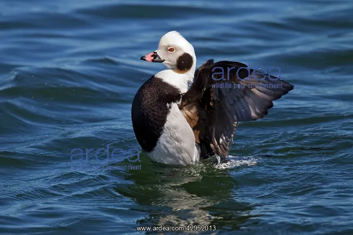  : Long-tailed Duck - in water stretching wings
