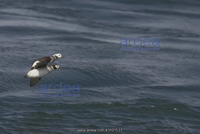 : Long-Tailed Ducks : Long-Tailed Ducks