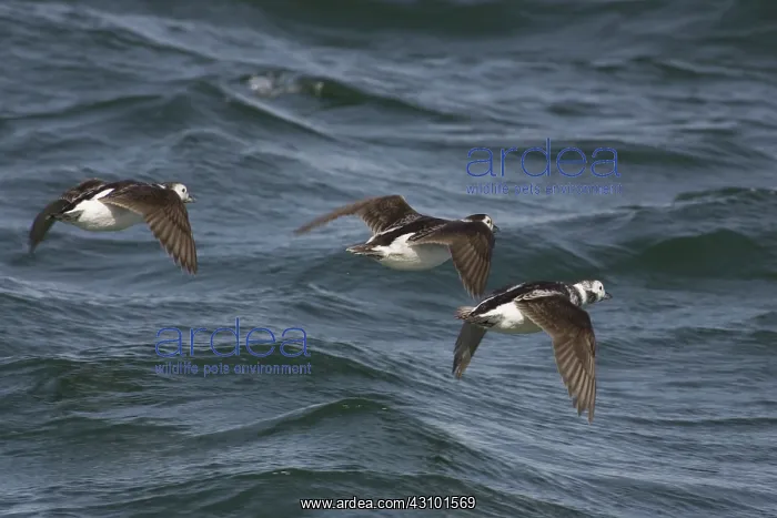  : Long-Tailed Ducks