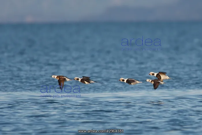 : Long-tailed Ducks - in flight : Long-tailed Ducks - in flight