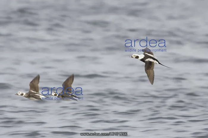 : Long-Tailed Ducks in flight : Long-Tailed Ducks in flight