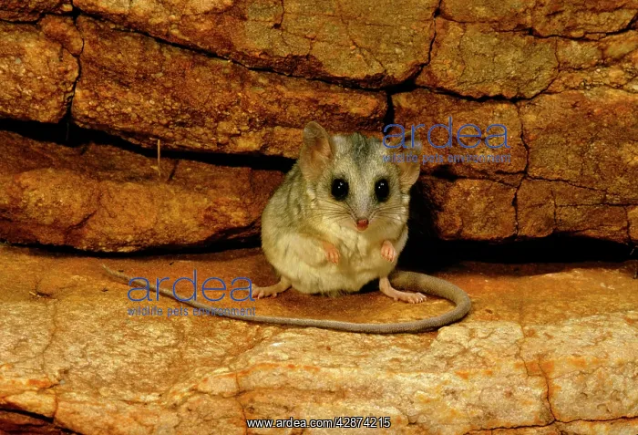 : Long-tailed Dunnart : Long-tailed Dunnart