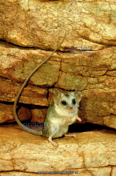: Long-tailed Dunnart - Standing on hind legs : Long-tailed Dunnart - Standing on hind legs