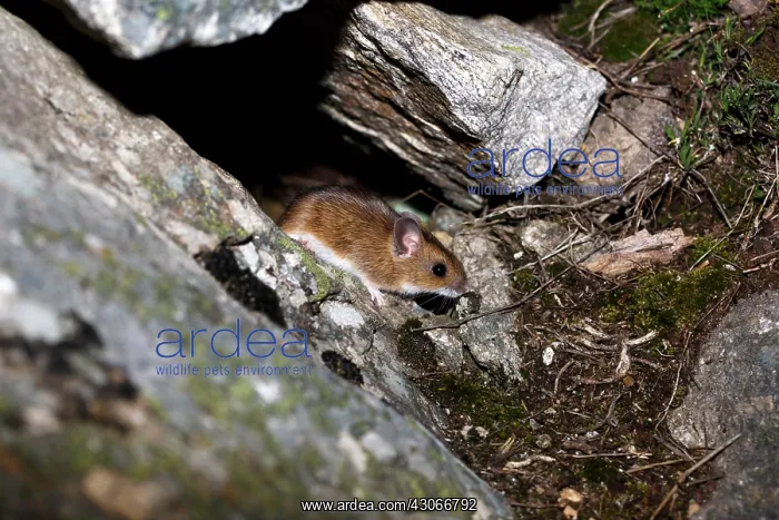 : Long-tailed field mouse (Apodemus sylvaticus), Guadarrama : Long-tailed field mouse (Apodemus sylvaticus), Guadarrama