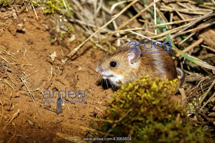 : Long-tailed field mouse (Apodemus sylvaticus), Guadarrama : Long-tailed field mouse (Apodemus sylvaticus), Guadarrama