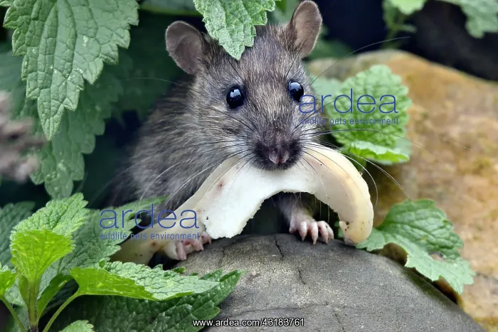 : Long-tailed field mouse (Apodemus sylvaticus) coming : Long-tailed field mouse (Apodemus sylvaticus) coming