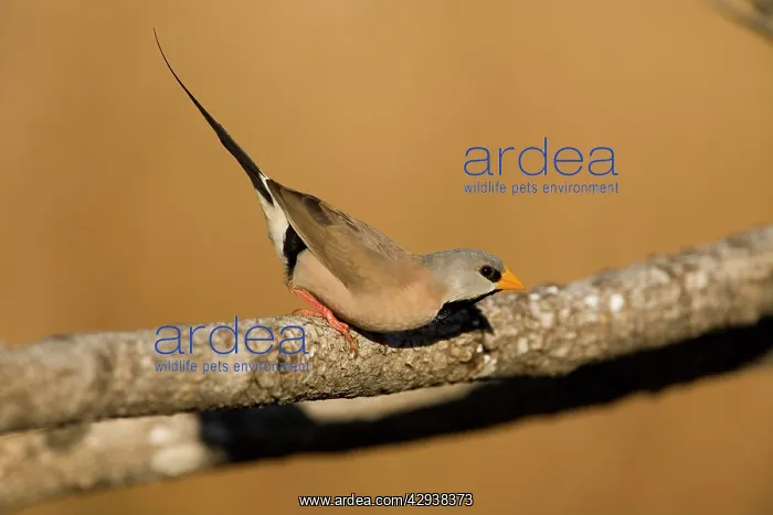 : Long-tailed Finch : Long-tailed Finch