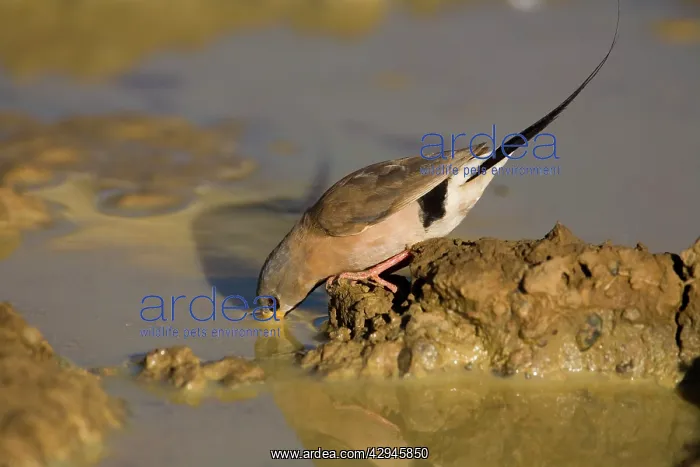: Long-tailed Finch - drinking : Long-tailed Finch - drinking