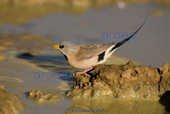: Long-tailed Finch - drinking at an overflowing cattle trough : Long-tailed Finch - drinking at an overflowing cattle trough