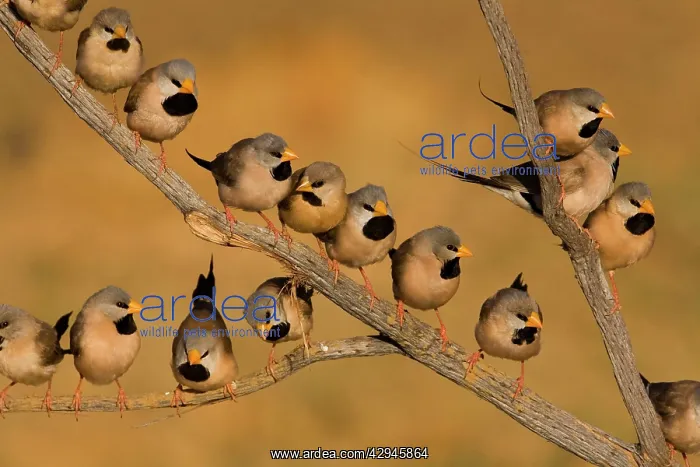: Long-tailed Finch flock - coming to drink at a : Long-tailed Finch flock - coming to drink at a