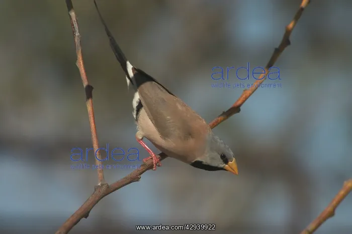 : Long-tailed Finch - Kimberley subspecies with yellowish : Long-tailed Finch - Kimberley subspecies with yellowish