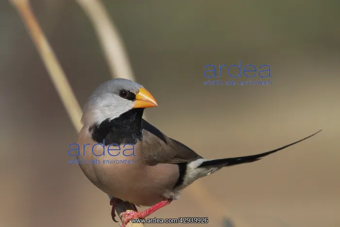 : Long-tailed Finch - Kimberley subspecies with yellowish bill : Long-tailed Finch - Kimberley subspecies with yellowish bill