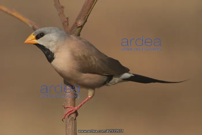 : Long-tailed Finch - Kimberley subspecies with yellowish bill : Long-tailed Finch - Kimberley subspecies with yellowish bill