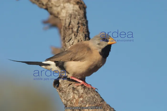 : Long-tailed Finch - Kimberley subspecies with yellowish : Long-tailed Finch - Kimberley subspecies with yellowish