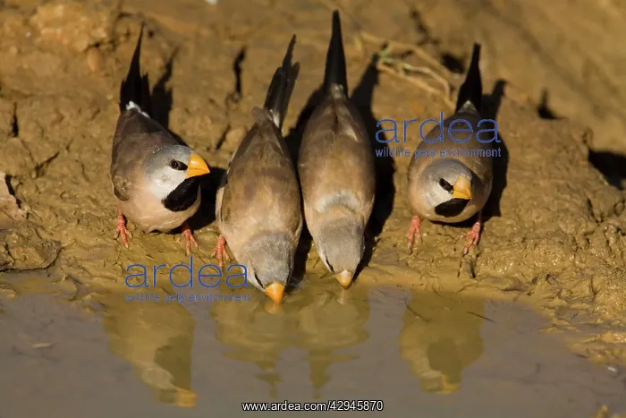 : Long-tailed Finches - drinking at a drying pool : Long-tailed Finches - drinking at a drying pool