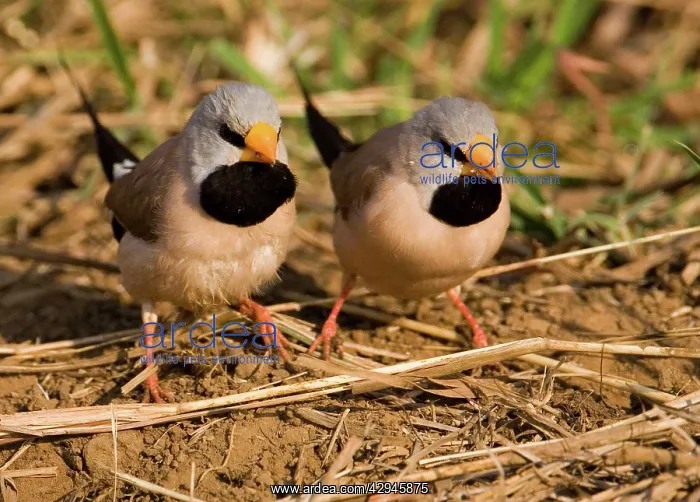 : Long-tailed Finches - feeding on the ground : Long-tailed Finches - feeding on the ground