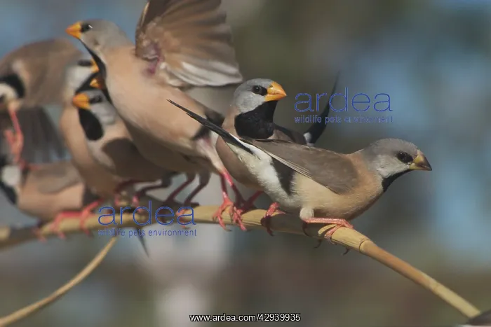 : Long-tailed Finches - juvenile in foreground : Long-tailed Finches - juvenile in foreground