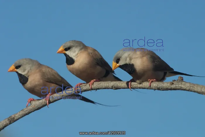 : Long-tailed Finches - Kimberley subspecies with : Long-tailed Finches - Kimberley subspecies with