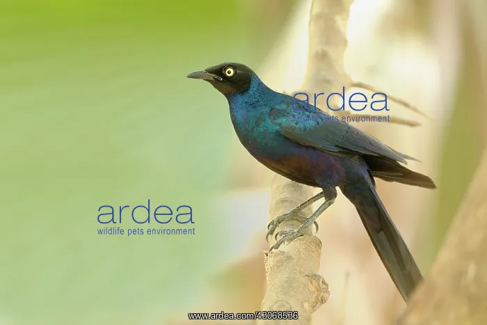: Long-tailed Glossy Starling : Long-tailed Glossy Starling