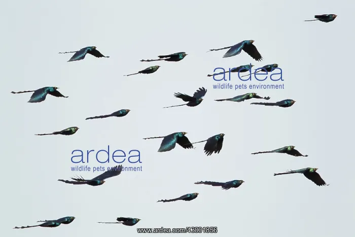: Long-tailed Glossy-Starling flock in flight : Long-tailed Glossy-Starling flock in flight